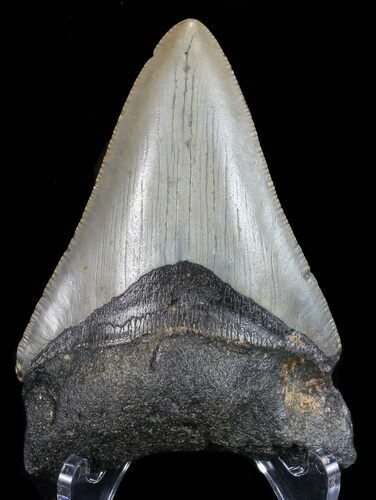 Bargain, Megalodon Tooth - North Carolina #68047
